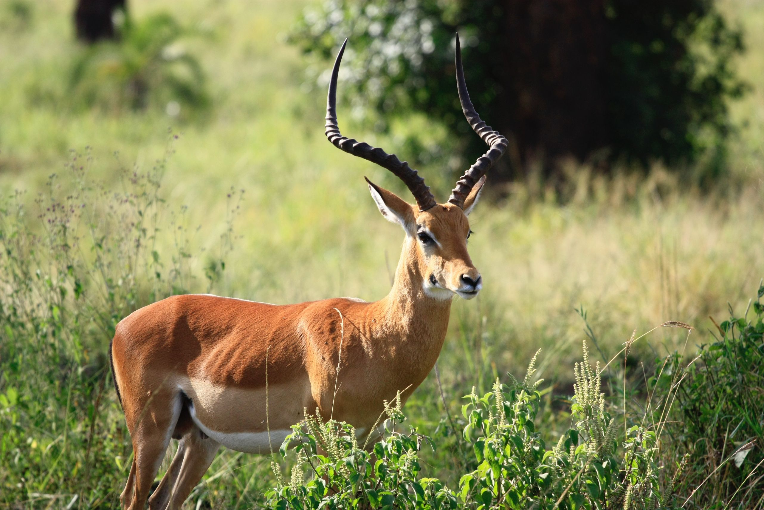 GARDEN ROUTE_ MALE SPRINGBOK_pexels-amy-chung-672706